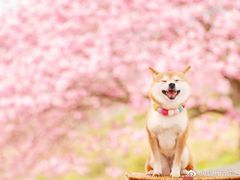 -九炉分座(五彩店)