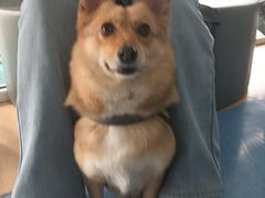 -天使宠物医院·犬猫分诊(彩虹店)