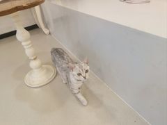 -共舞时光猫咖·狗咖(新街口店)