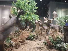 -北京麋鹿生态实验中心