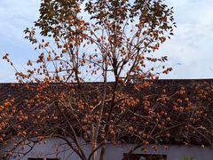 -苏州市立医院本部母子保健中心