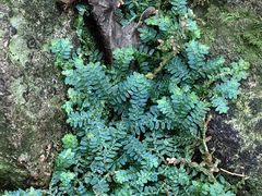 -天目山大树王景区