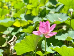 -莲花池公园