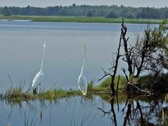 -白鹭湾湿地公园