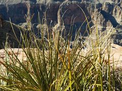 -科罗拉多大峡谷