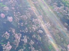 -猫米花园