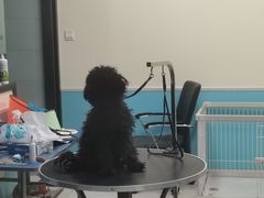 -天宠宠物医院24小时·急重症诊疗中心·全科·腔镜特色(和平分院)