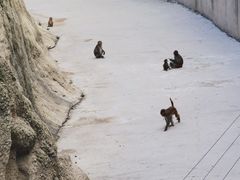 -石家庄市动物园