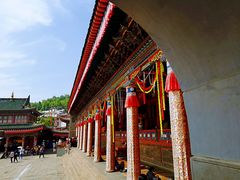 -塔尔寺菩提树