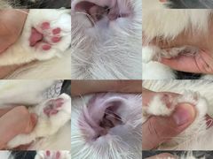 -momokira米努特·德文卷毛猫·棉花面纱犬