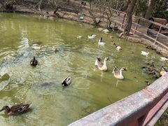 -宁波杭州湾国家湿地公园