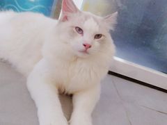 -Heymao猫咖.咖啡厅(东门店)