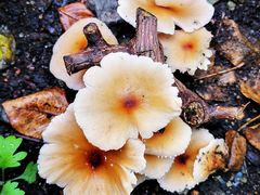 -天津东丽湖风景区