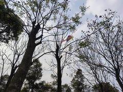 -重庆中央公园(渝北区)