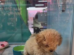 -FAELING PETS美天灵宠物(合生汇店)