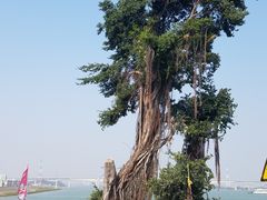 -八仔大富楼·河鲜(西江店)