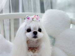 -鑫艺宠物美容培训学校