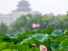 -莲花池公园