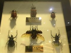 上海昆虫博物馆-上海昆虫博物馆