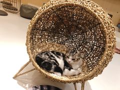 -飞行喵MR PILOT|猫舍·猫咖(静安大融城店)