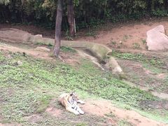 -西霞口神雕山野生动物世界