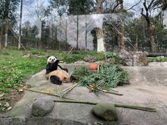 -都江堰中华大熊猫苑