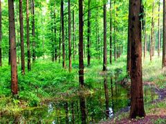 -黄海国家森林公园