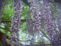 -嘉定紫藤园