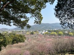 -香雪海