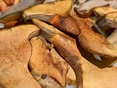 -芸山季·云南山珍菌火锅(人民广场来福士店)