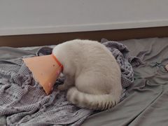 -伟伟宠物医院·CT影像中心·瑞派犬猫综合性门诊(汉口总院)