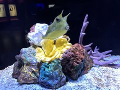 -上海海洋水族馆