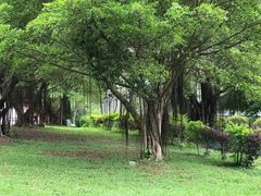 -南宁良凤江国家森林公园