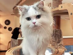 -滚猫咖啡·猫咖·猫友好撸猫(未来城店)
