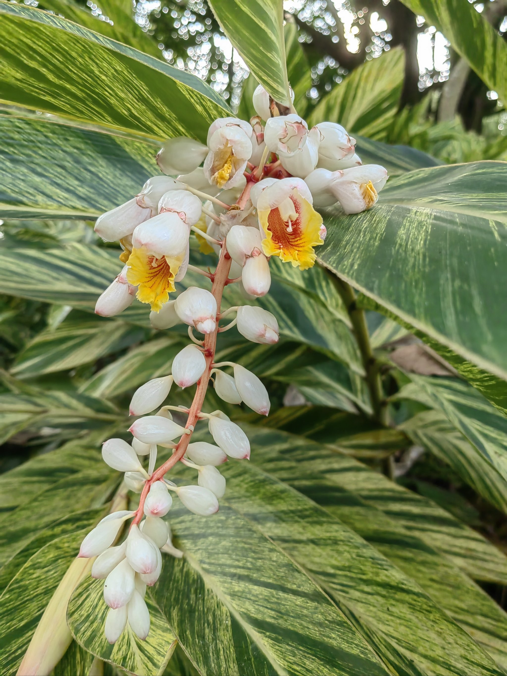 花叶艳山姜