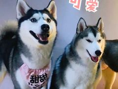 -Husky Go! 哈士奇体验馆·宠物咖啡厅狗咖