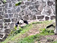 -都江堰中华大熊猫苑