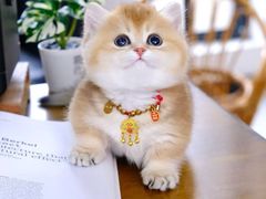 -欣宠猫屋·矮脚拿破仑·蓝金金渐层