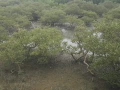 -北海金海湾红树林生态旅游区