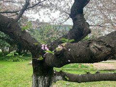 -武汉大学-樱园