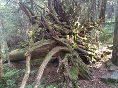 -五营红松林海景区