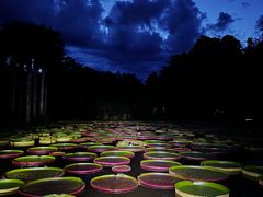 -中国科学院西双版纳热带植物园