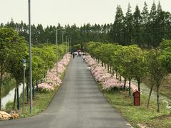 -上海长兴岛郊野公园