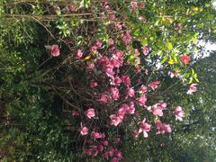 iphone_upload_pic-广州市流溪河国家森林公园