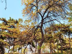 -元大都城垣遗址公园