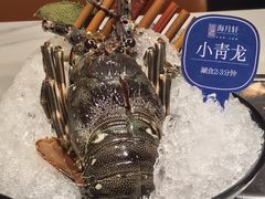 鲜活小青龙-海月轩海鲜豆捞(紫金塔店)