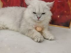 -共舞时光猫咖·狗咖(新街口店)