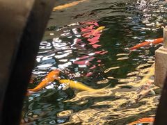 -龙悦湾酒家·八阵鱼生·渔人码头店