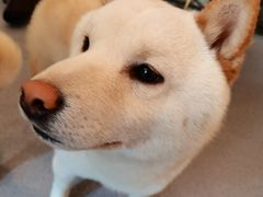 -喜柴咖啡·柴犬狗咖