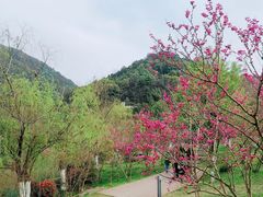 -桃花岭景区